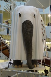 The elephant in the room. Maurizio. Cattelan